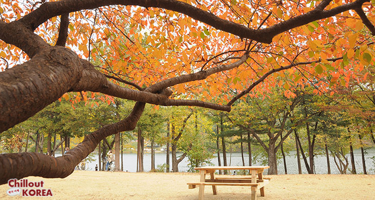 บรรยากาศใบไม้เปลี่ยนสี ฤดูใบไม้ร่วงที่เกาะนามิ