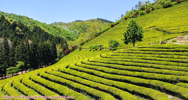 ไร่ชาเขียวโบซอง - Boseong Green Tea Plantation
