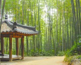 สวนป่าไผ่จัคนควอน