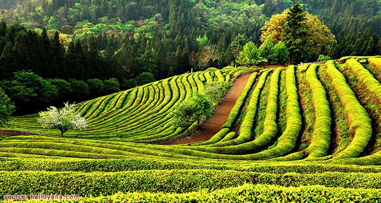 เมืองแห่งไร่ชาคังจิน-ดาวอน