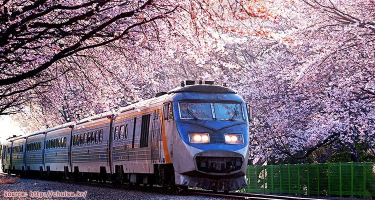 ทางรถไฟดอกซากุระคยองฮวา