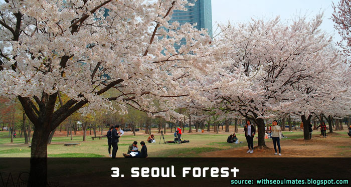 Seoul Forest Cherry Blossom