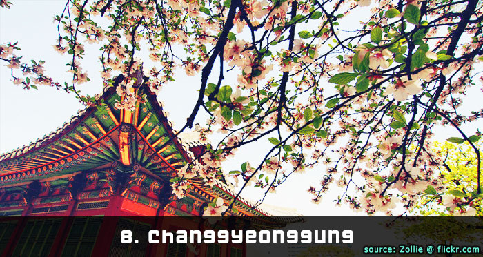 Changgyeonggung cherry blossom