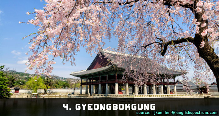 GYEONGBOKGUNG CHERRY BLOSSOMS