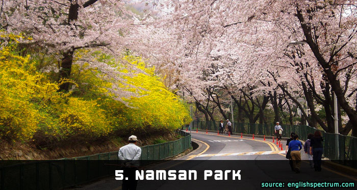 Namsan Park Cherry Blossom