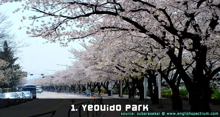 Yeouido Cherry Blossom Festival