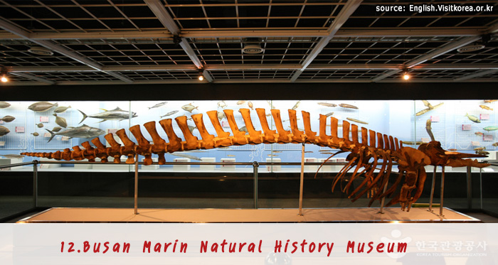 พิพิธภัณฑ์ประวัติศาสตร์ธรรมชาติทางทะเลปูซาน 