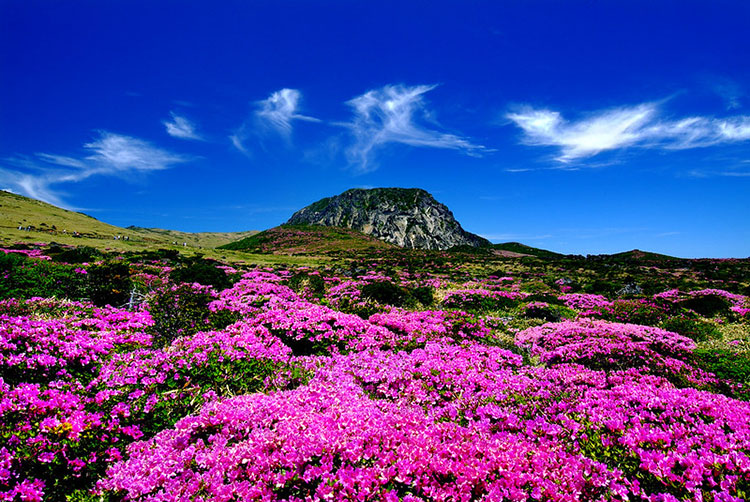 เกาะเชจู (Jeju-do)