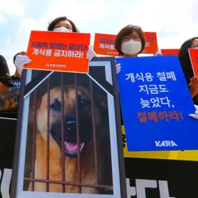 news-no-dog-meat