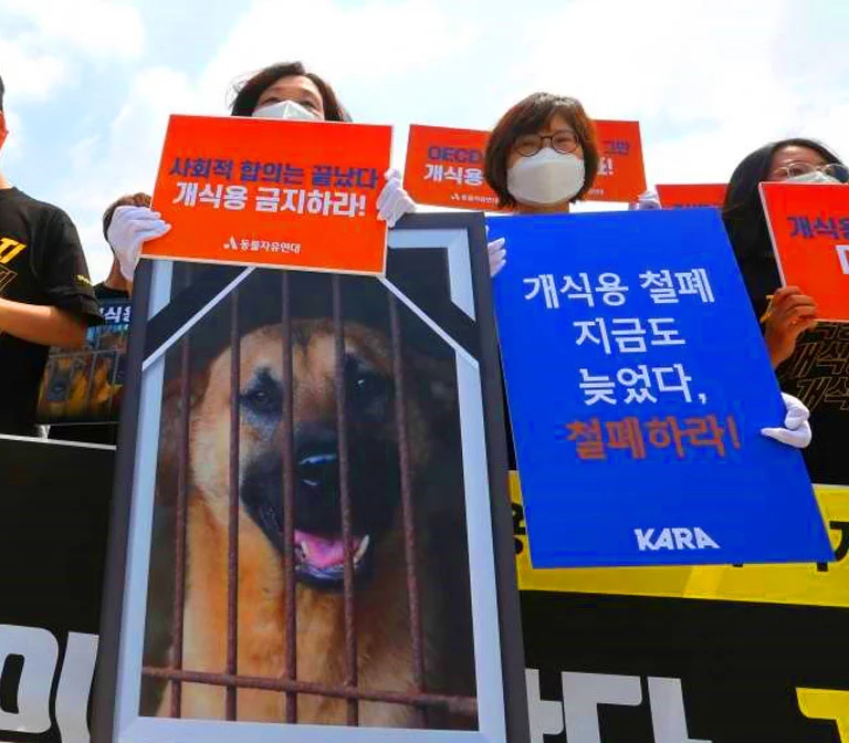 พรรคฝ่ายค้านหลัก ของรัฐบาลเกาหลีใต้ เตรียมร่างกฎหมาย ปิดตำนานการบริโภคเนื้อสุนัข